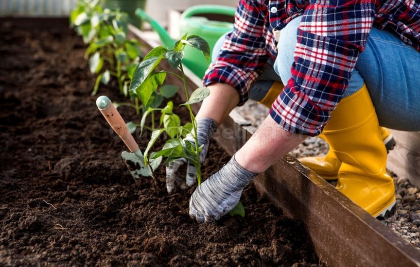 Planning next year: what to plant after cucumbers, tomatoes and cabbag Planning next year: what to plant after cucumbers, tomatoes and cabbag