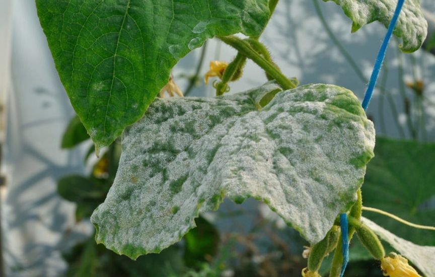 Cucumbers stopped setting fruit: looking for the cause Cucumbers stopped setting fruit: looking for the cause