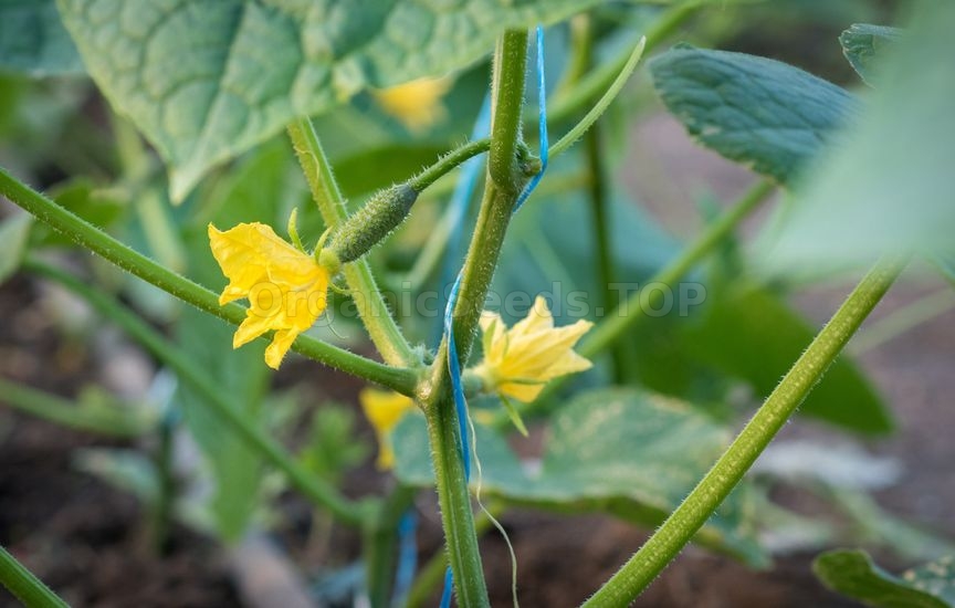 Cucumbers stopped setting fruit: looking for the cause