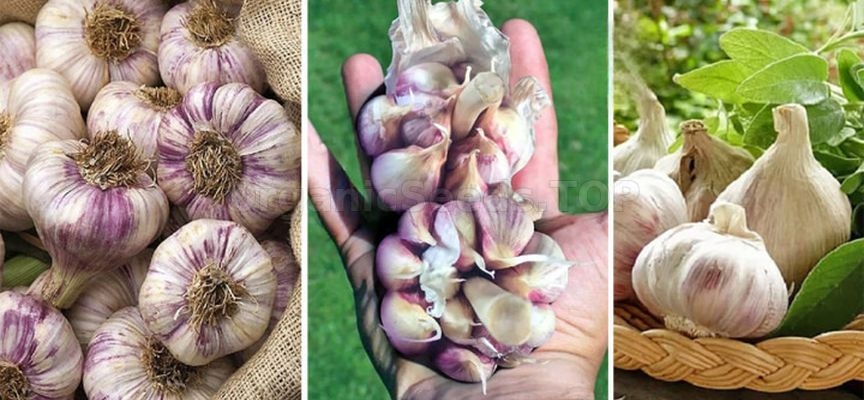 Autumn garlic planting: when, how, which Autumn garlic planting: when, how, which
