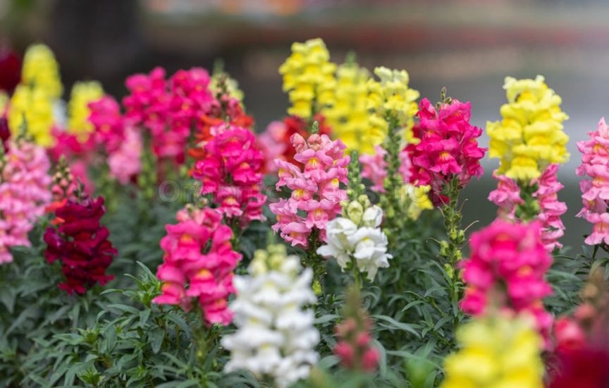 What flowers to sow directly into the ground in April–May