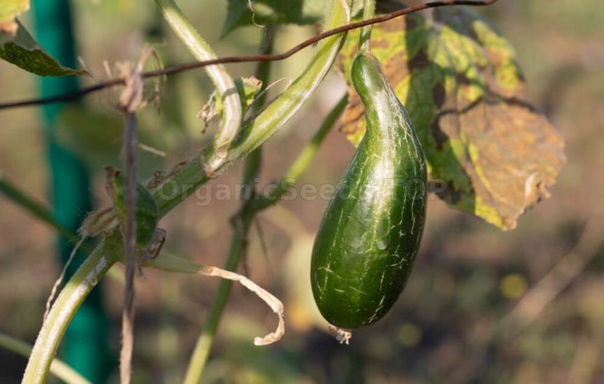 Why cucumbers become bitter and how to avoid it