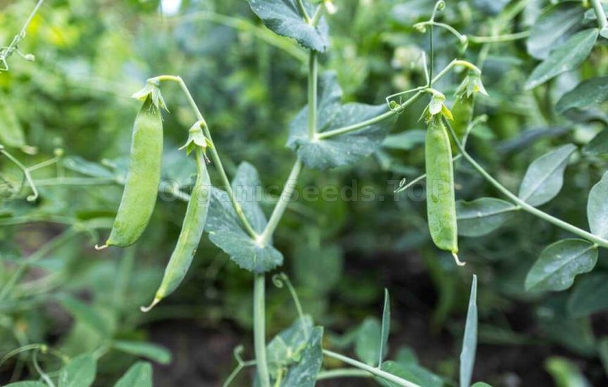 What to feed beans and peas for long-lasting fruiting