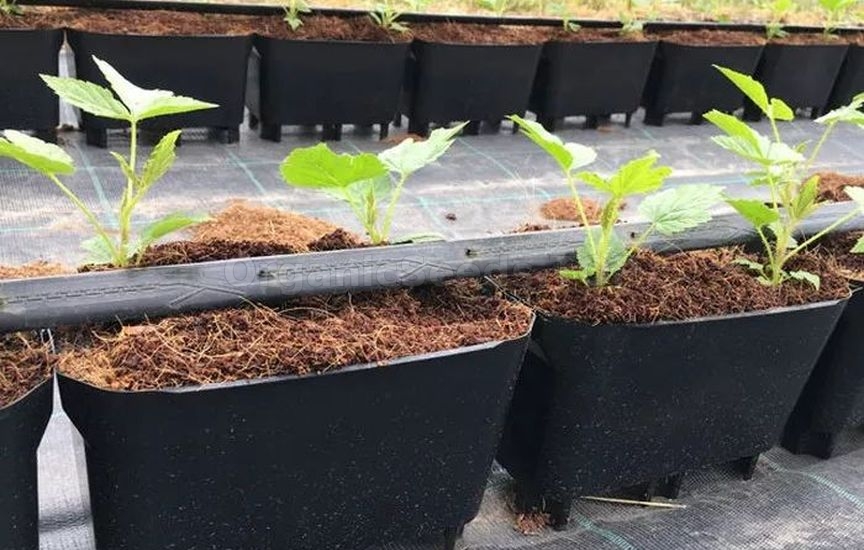 Growing raspberries from seeds at home