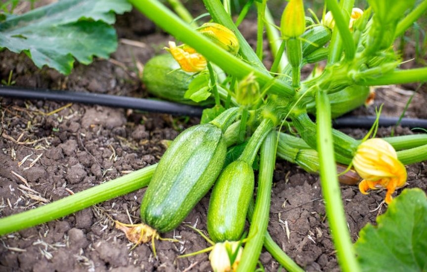 What else can be sown and planted in June to harvest in autumn