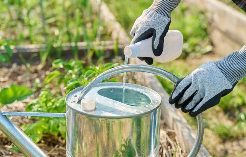 Why cucumbers become bitter and how to avoid it