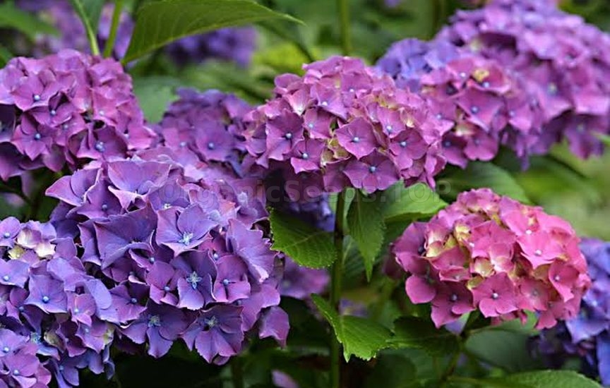 Hydrangea feeding in summer: what affects the size and color of the fl