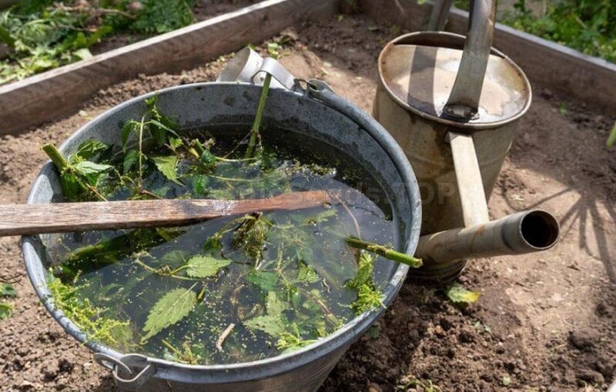 What should not be used to feed young seedlings What should not be used to feed young seedlings