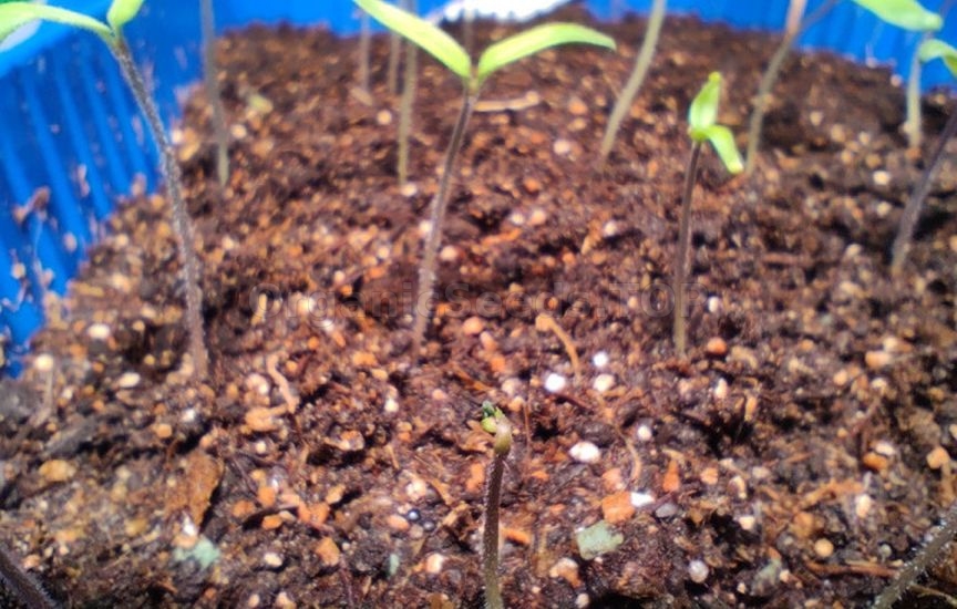 What to do if seedlings stop growing