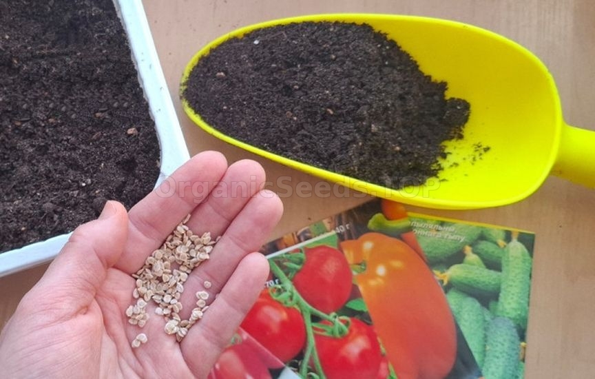 Sowing dates for seedlings: tips for gardeners