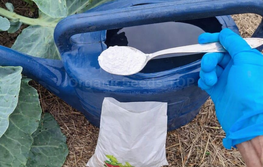 What to feed cabbage in the second half of summer What to feed cabbage in the second half of summer