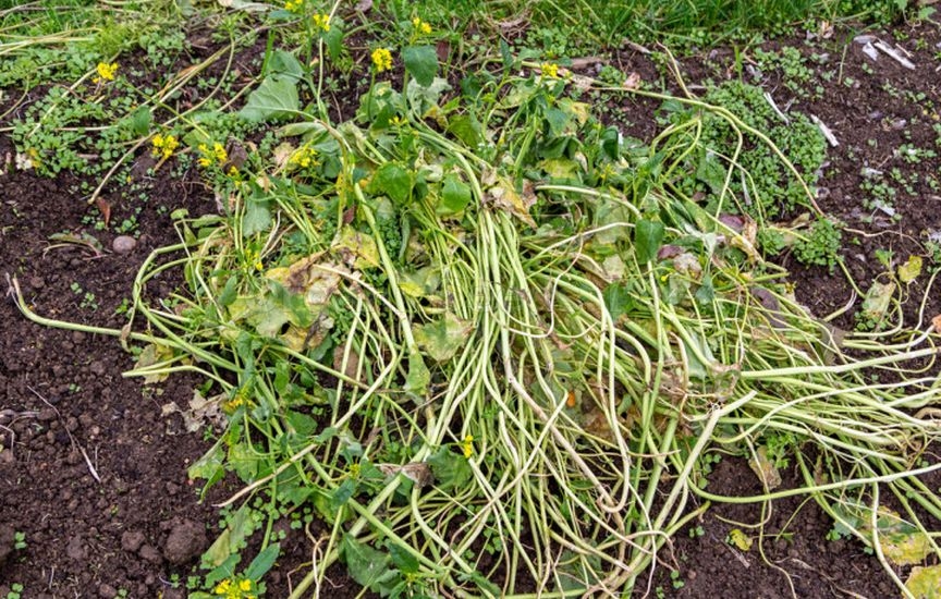 Green manures in autumn: which ones to choose and when to incorporate Green manures in autumn: which ones to choose and when to incorporate