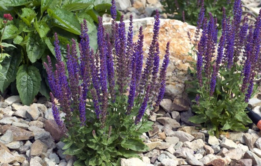 What to plant in a flower bed in spring so that it blooms all summer
