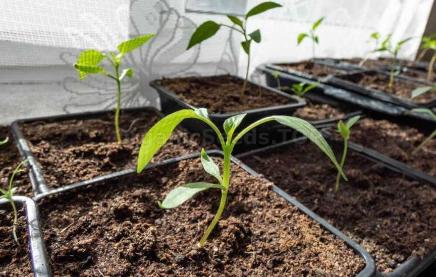 When to start feeding seedlings