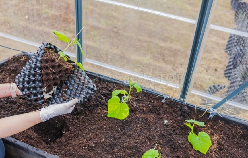 Cucumbers in the greenhouse