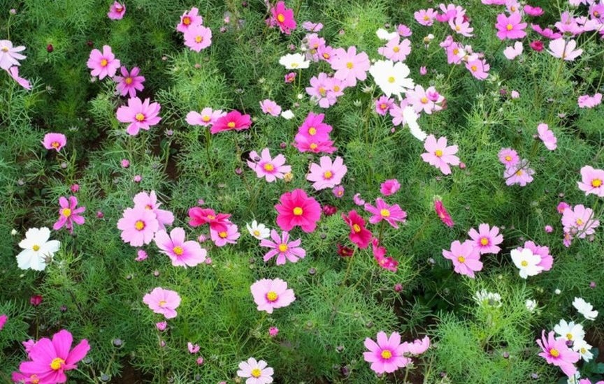 What to plant in a flower bed in spring so that it blooms all summer