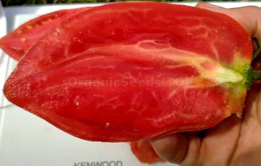 Giant tomato varieties that produce abundantly in both hot and cold we