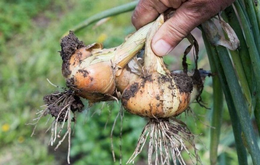 5 mistakes in winter vegetable storage