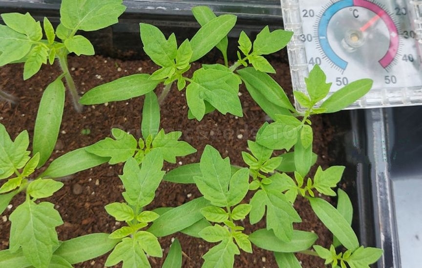How to grow healthy tomato seedlings