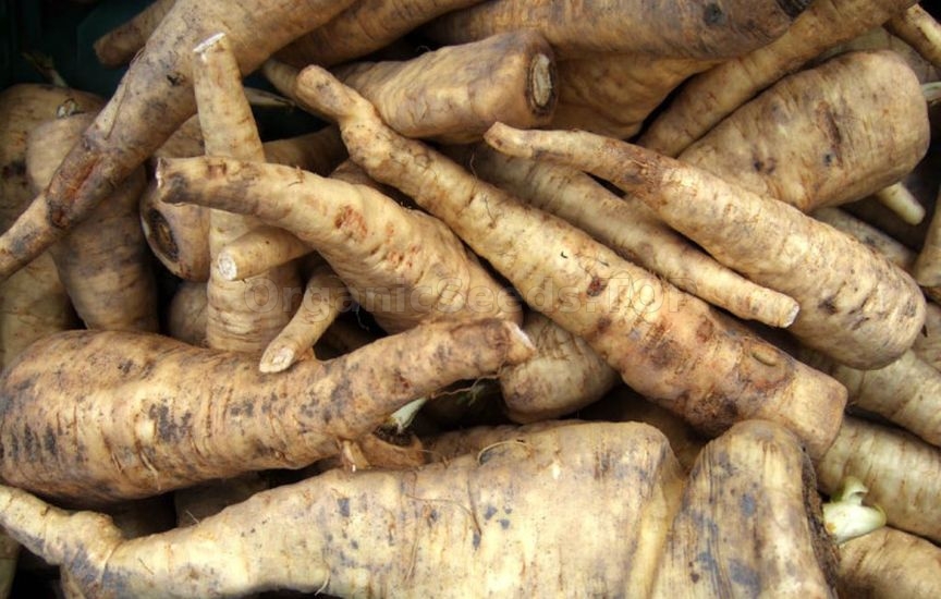 Which vegetables can be grown without seedlings