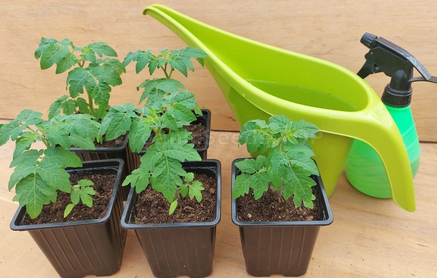 How to grow healthy tomato seedlings