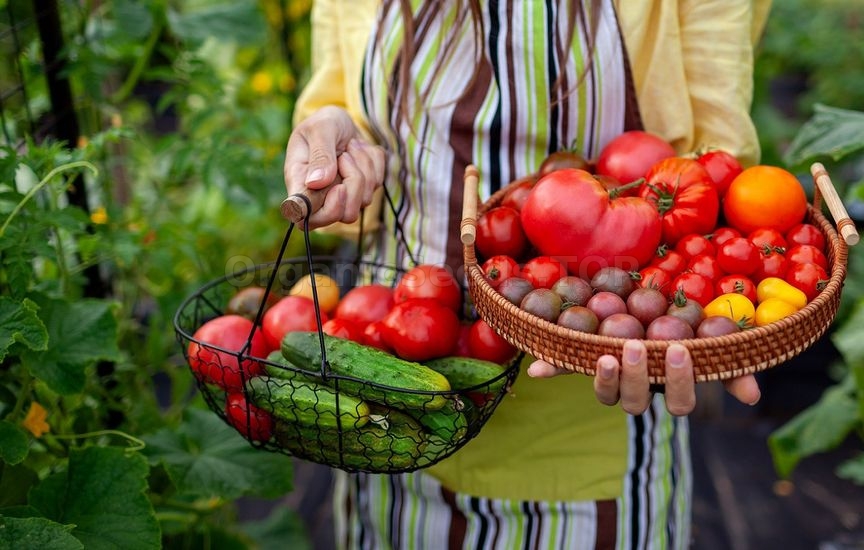 Planning next year: what to plant after cucumbers, tomatoes and cabbage