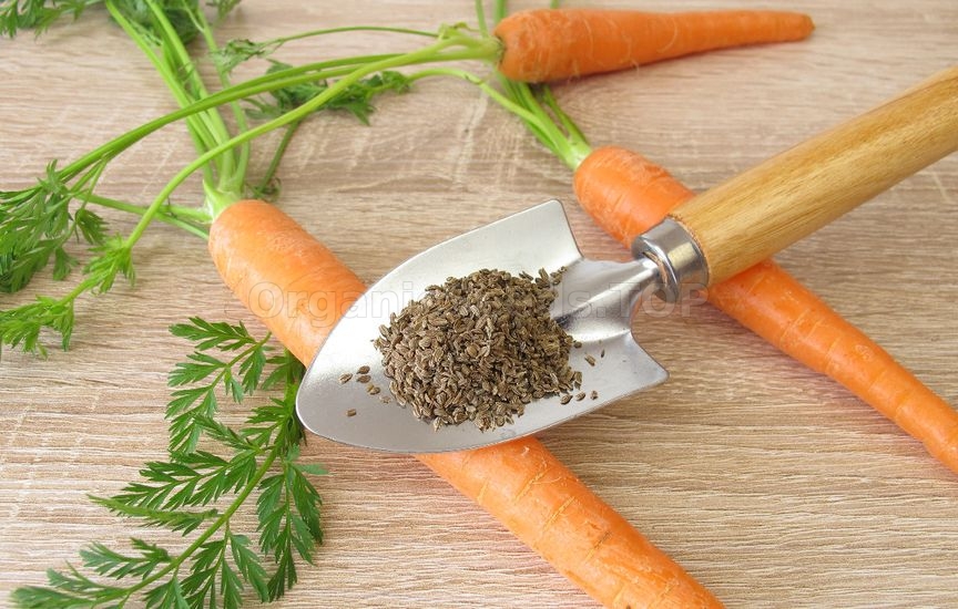 5 secrets of sweet and large carrots