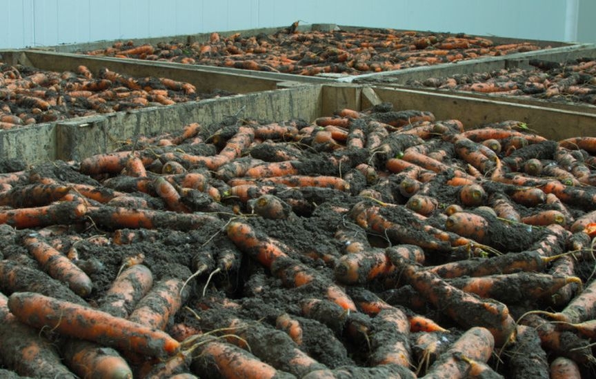 Carrots, beets and parsnips: when to harvest and how not to spoil the
