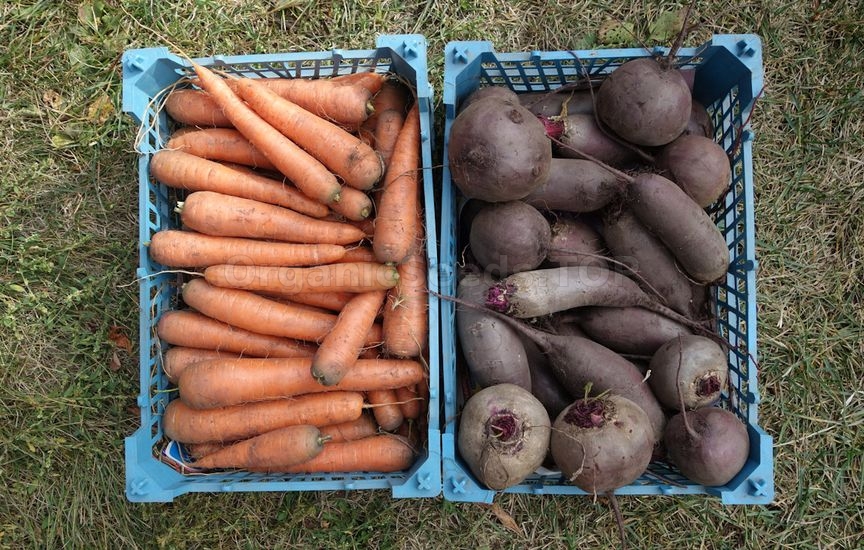 Carrots, beets and parsnips: when to harvest and how not to spoil the crop during storage