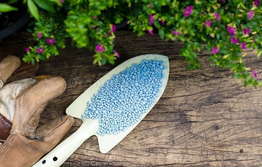 Hydrangea feeding in summer: what affects the size and color of the fl