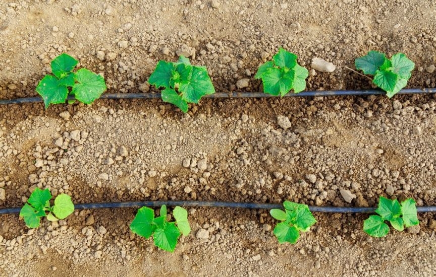 Cucumbers in the greenhouse