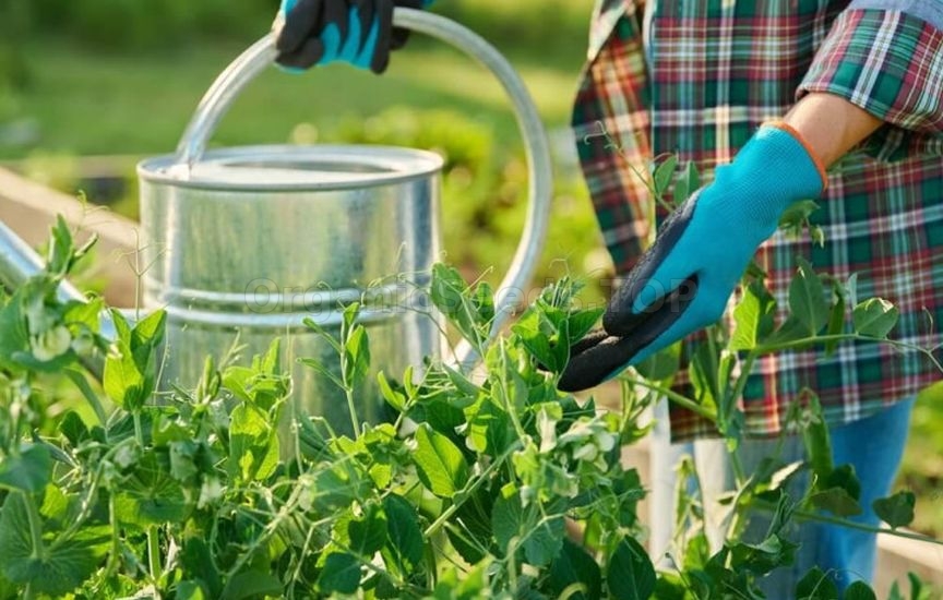 What to feed beans and peas for long-lasting fruiting