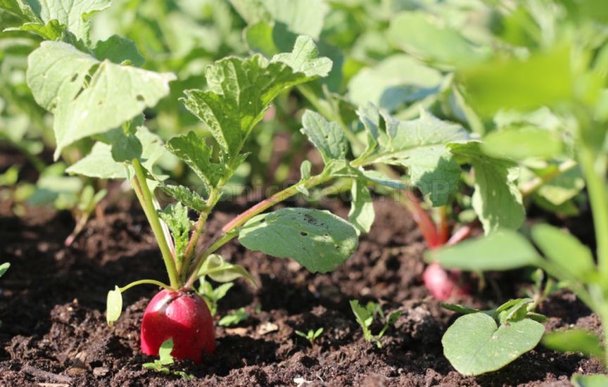 Which vegetables can be grown without seedlings