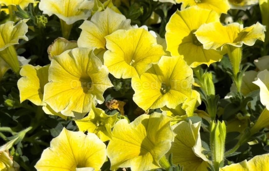 What to plant in a flower bed in spring so that it blooms all summer