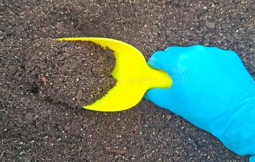 How to grow healthy tomato seedlings