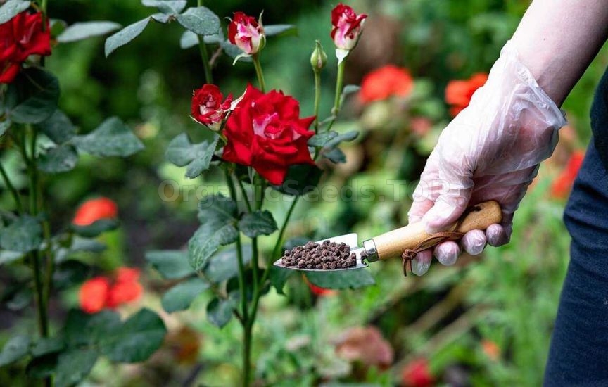 What to feed roses in June for lush blooming