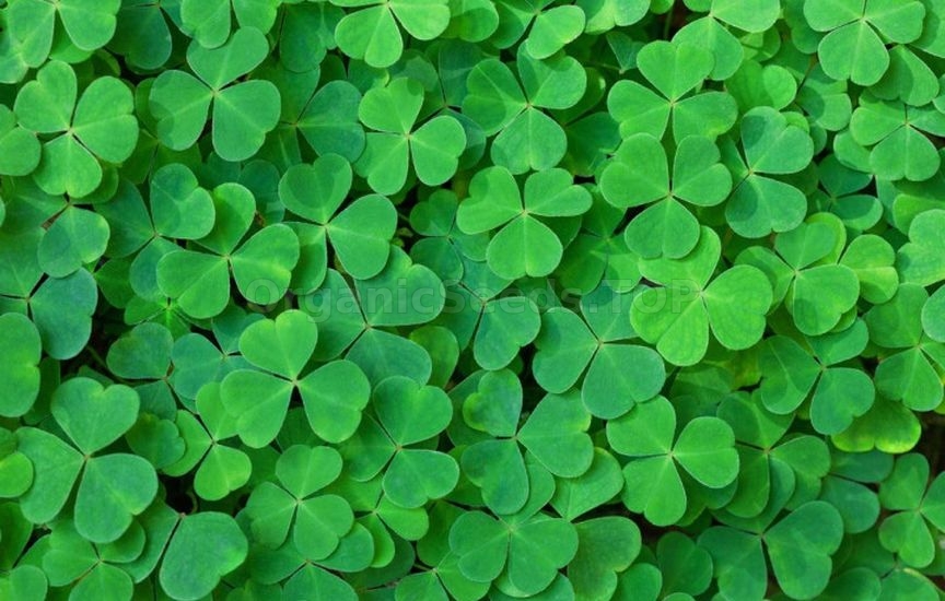 Green manures in autumn: which ones to choose and when to incorporate Green manures in autumn: which ones to choose and when to incorporate