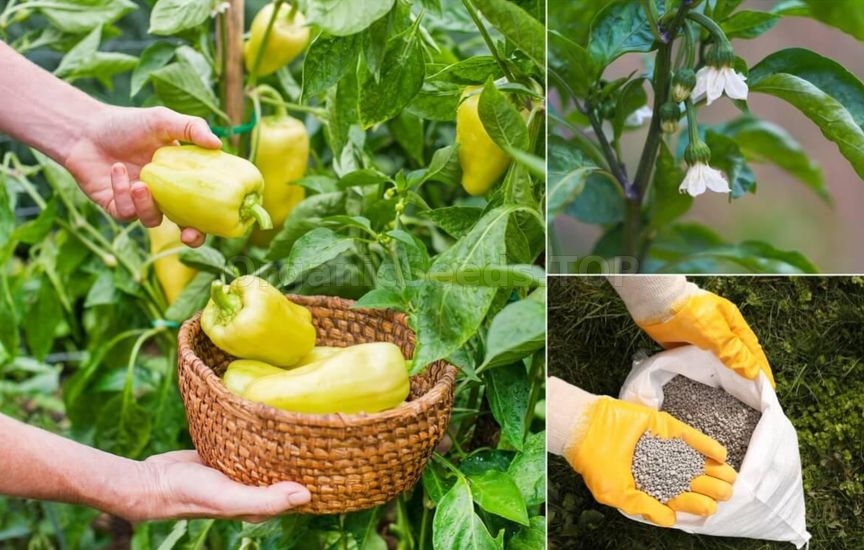 Pepper fertilization during the period of mass flowering