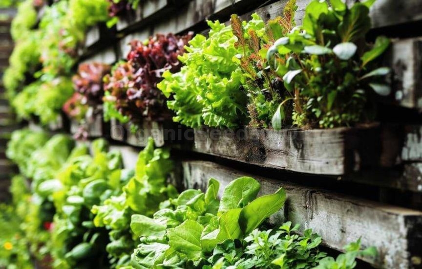 «Lazy» garden: how to cut maintenance in half