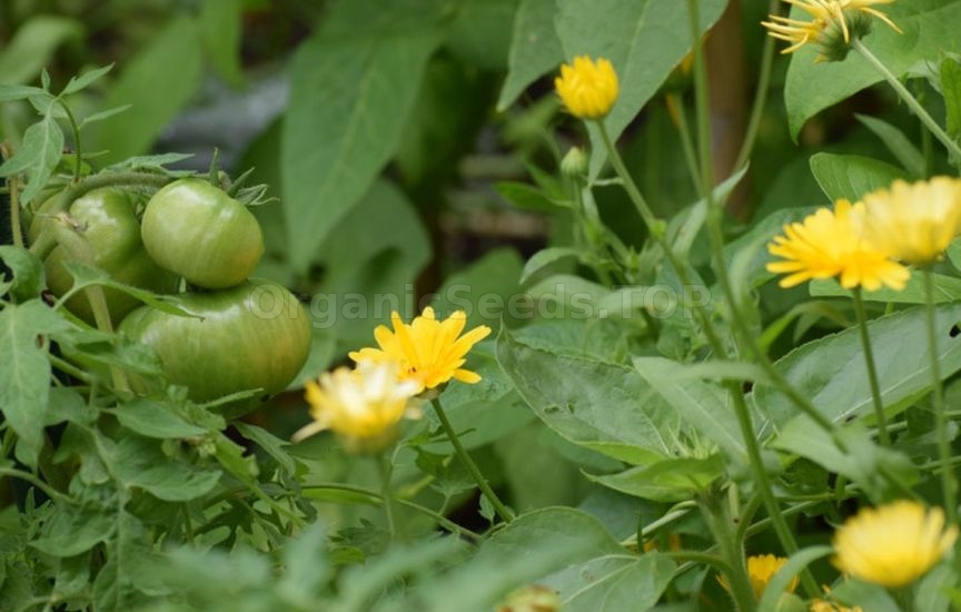 What to plant next to tomatoes for pest protection What to plant next to tomatoes for pest protection
