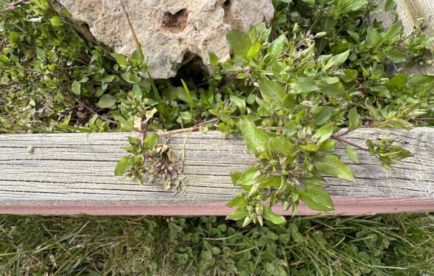 How to get rid of chickweed without herbicides