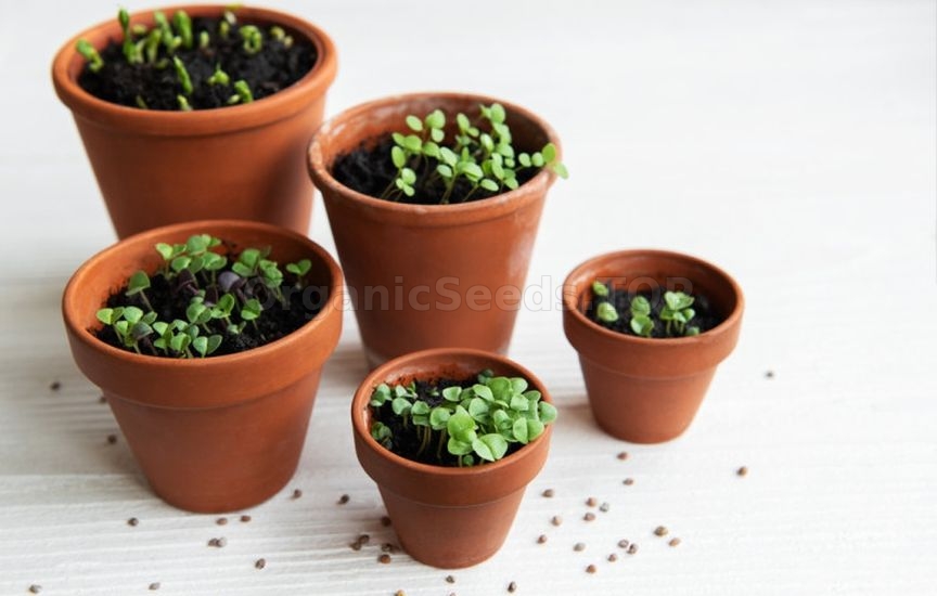 Why do some seeds sprout in 3 days while others «sit» for weeks