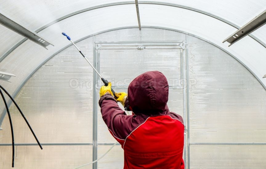 Greenhouse preparation in November: cleaning and disinfection Greenhouse preparation in November: cleaning and disinfection