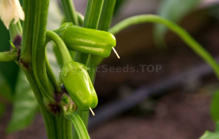 Pepper fertilization during the period of mass flowering