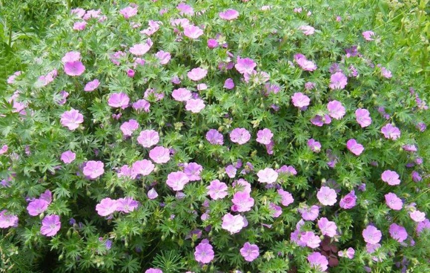 What to plant in a flower bed in spring so that it blooms all summer