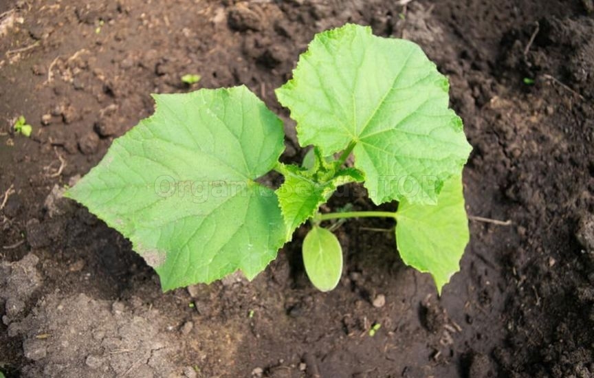 When it is really time, and not according to the «calendar», to plant When it is really time, and not according to the «calendar», to plant