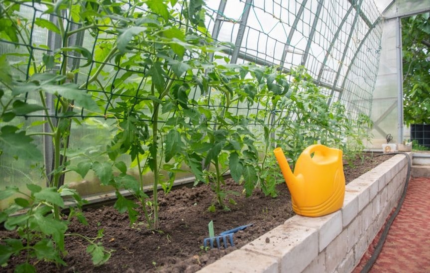 When and how to stake tomatoes