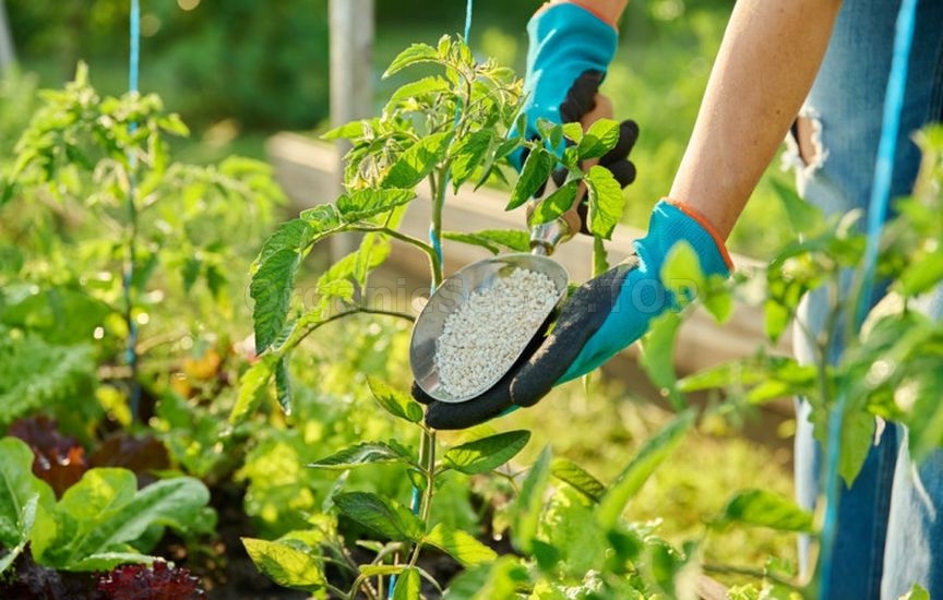 First feedings for vegetables: what, when, and how