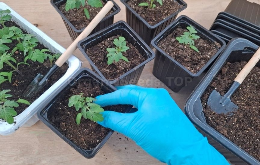 How to grow healthy tomato seedlings
