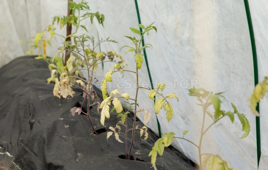 Why seedlings «stand still» after planting and do not grow